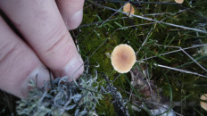 Гриб из Волгоград