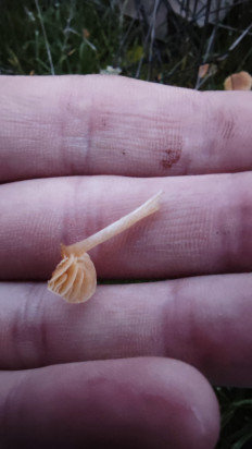 Гриб из Волгоград