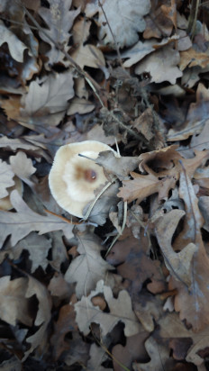 Гриб из Волгоград