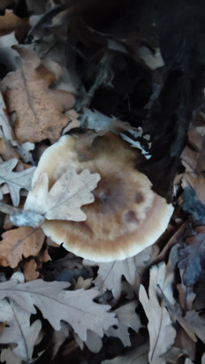 Гриб из Волгоград