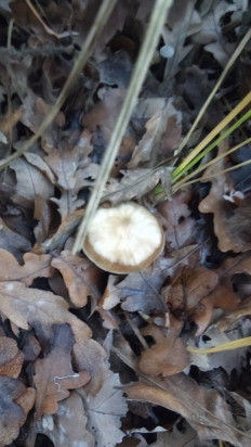 Гриб из Волгоград