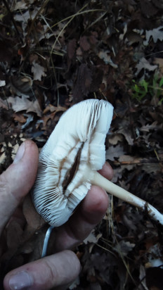 Гриб из Волгоград