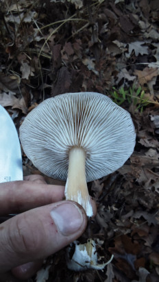 Гриб из Волгоград