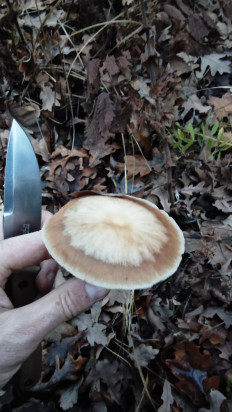 Гриб из Волгоград