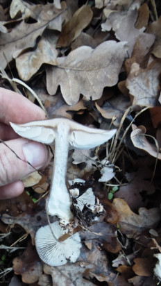 Гриб из Волгоград