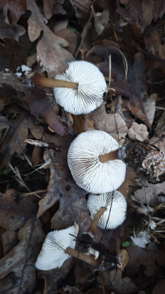 Гриб из Волгоград