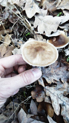 Гриб из Волгоград