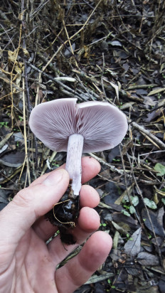 Гриб из Волгоград