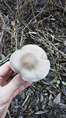 Гриб из Волгоград