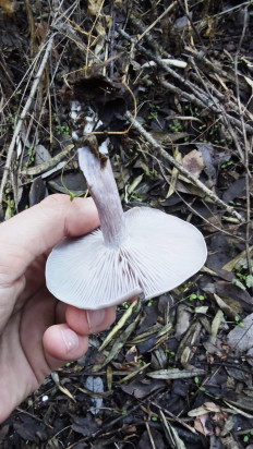 Гриб из Волгоград