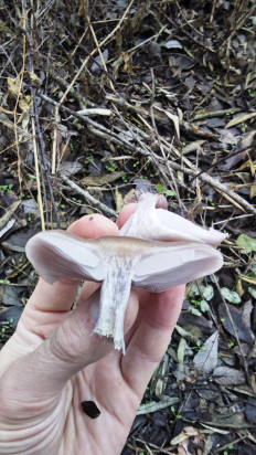 Гриб из Волгоград