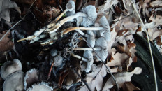 Гриб из Волгоград