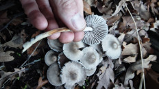 Гриб из Волгоград