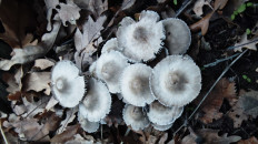 Гриб из Волгоград