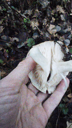 Гриб из Волгоград