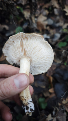 Гриб из Волгоград