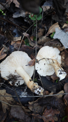 Гриб из Волгоград