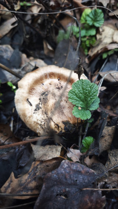 Гриб из Волгоград