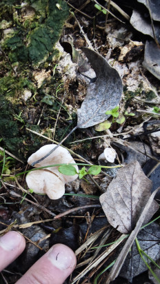 Гриб из Волгоград