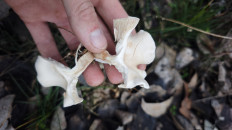 Гриб из Волгоград