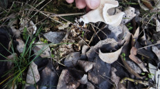 Гриб из Волгоград