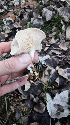 Гриб из Волгоград