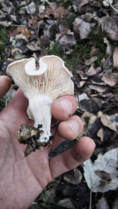 Гриб из Волгоград