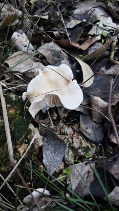 Гриб из Волгоград