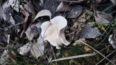 Гриб из Волгоград