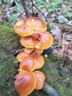 Опёнок зимний