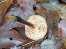 Опёнок зимний