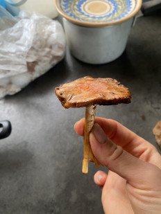 Гриб из Волгоград