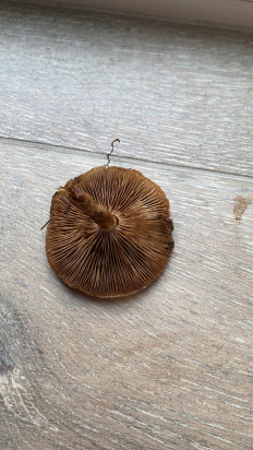 Гриб из Волгоград