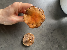 Гриб из Волгоград