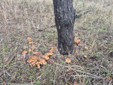 Гриб из Волгоград