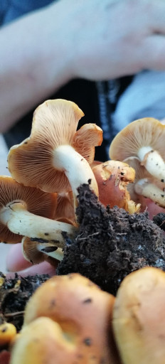 Гриб из Краснодар