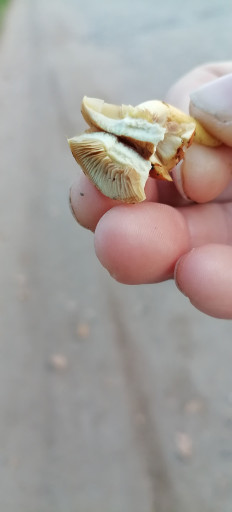 Гриб из Краснодар