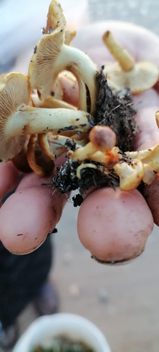 Гриб из Краснодар