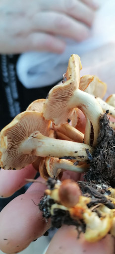 Гриб из Краснодар