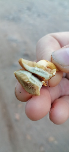 Гриб из Краснодар