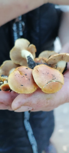 Гриб из Краснодар