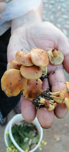 Гриб из Краснодар