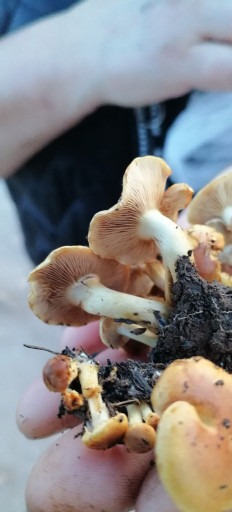 Гриб из Краснодар