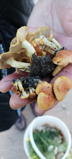 Гриб из Краснодар