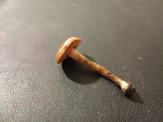 Гриб из Башкортостан, г.Уфа