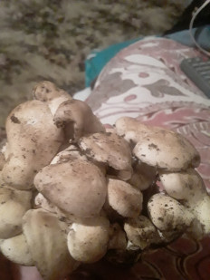 Гриб из Астраханская область