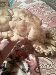 Гриб из Астраханская область