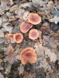 Гриб из Чернянка