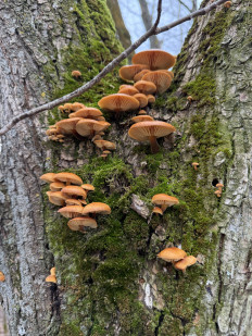 Опёнок зимний