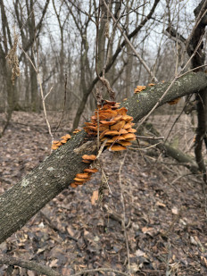 Опёнок зимний